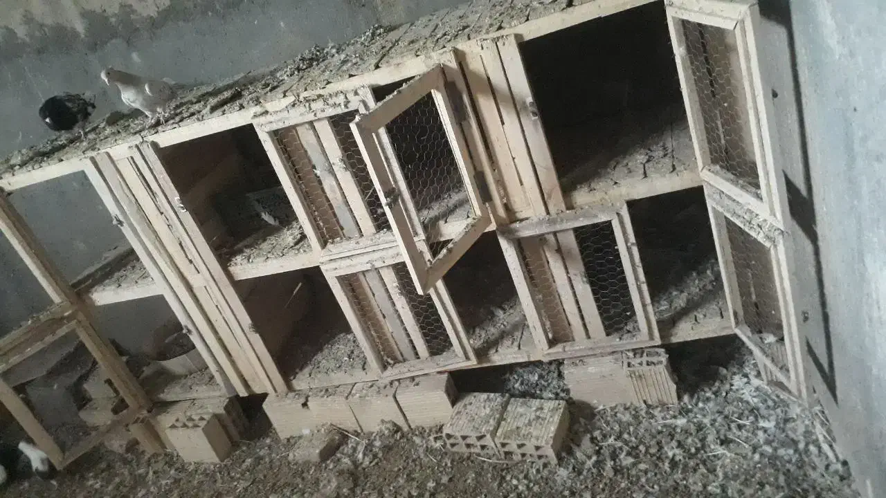 قفس چوبی|لوازم جانبی حیوانات|فرح دشت, |دیوار