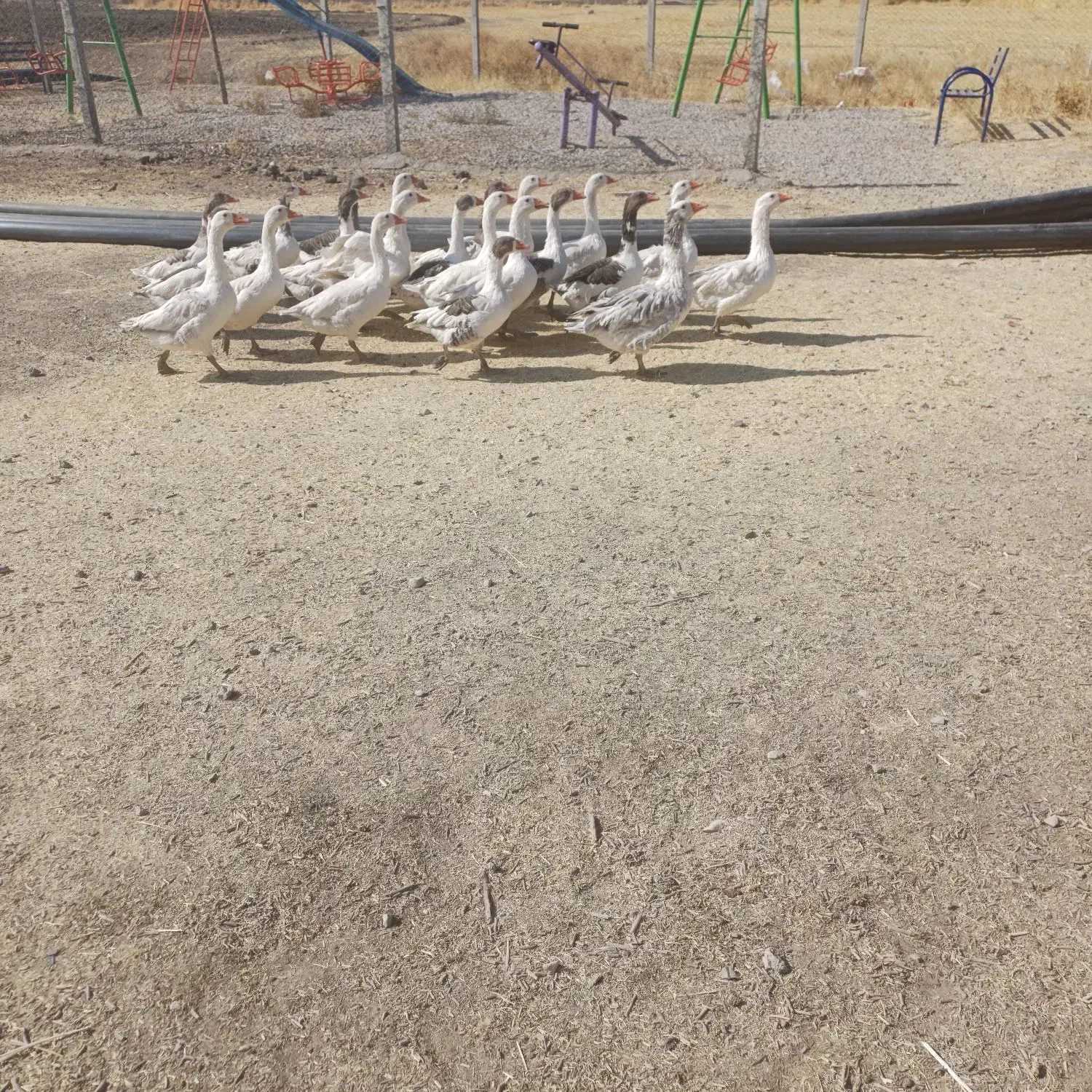 غاز|حیوانات مزرعه|کوزران, |دیوار