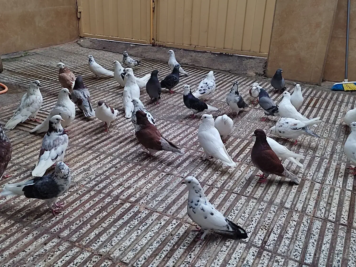 کبوتر تک پرتهرانی|پرنده|سرخنکلاته, |دیوار