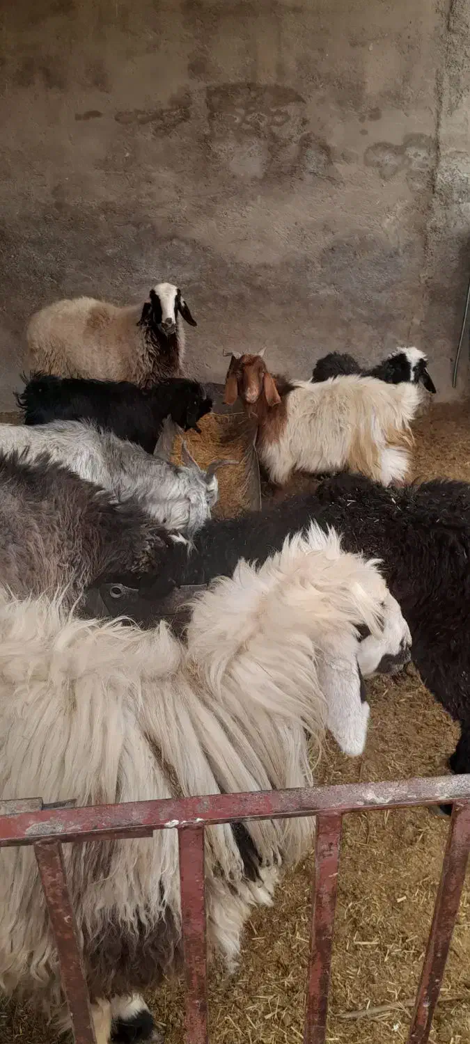 پنجبرهسهکهره|حیوانات مزرعه|زرقان, |دیوار