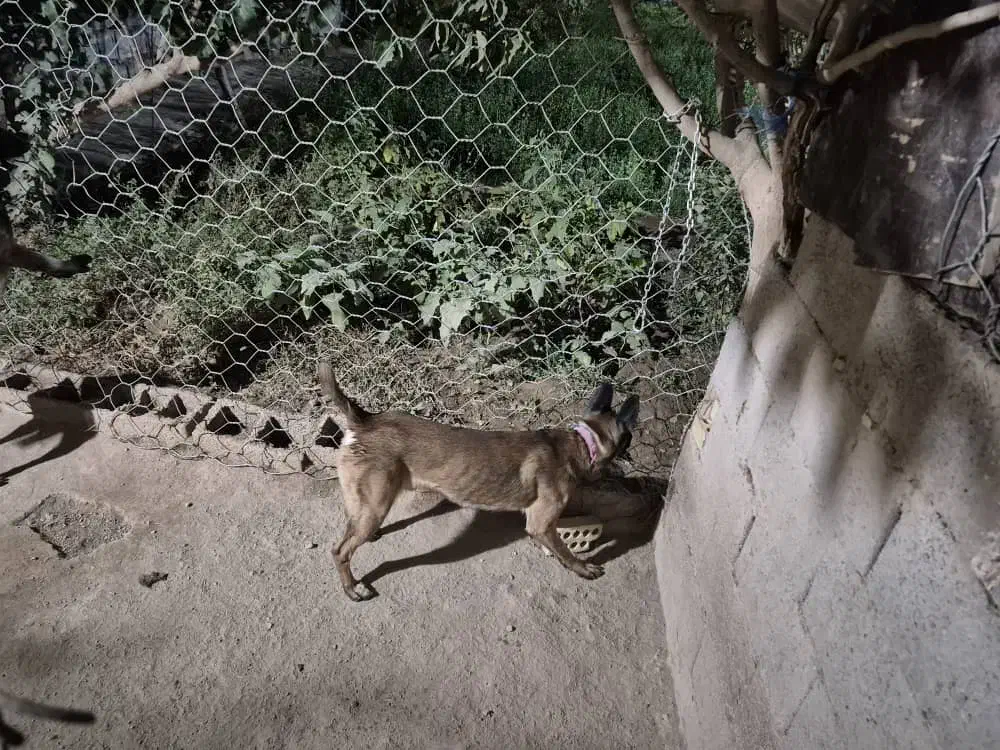 مالینویز فروشی|سگ|خواف, |دیوار