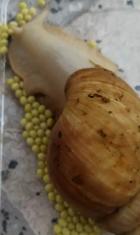 حلزون تخم گذار|خزنده|فسا, |دیوار