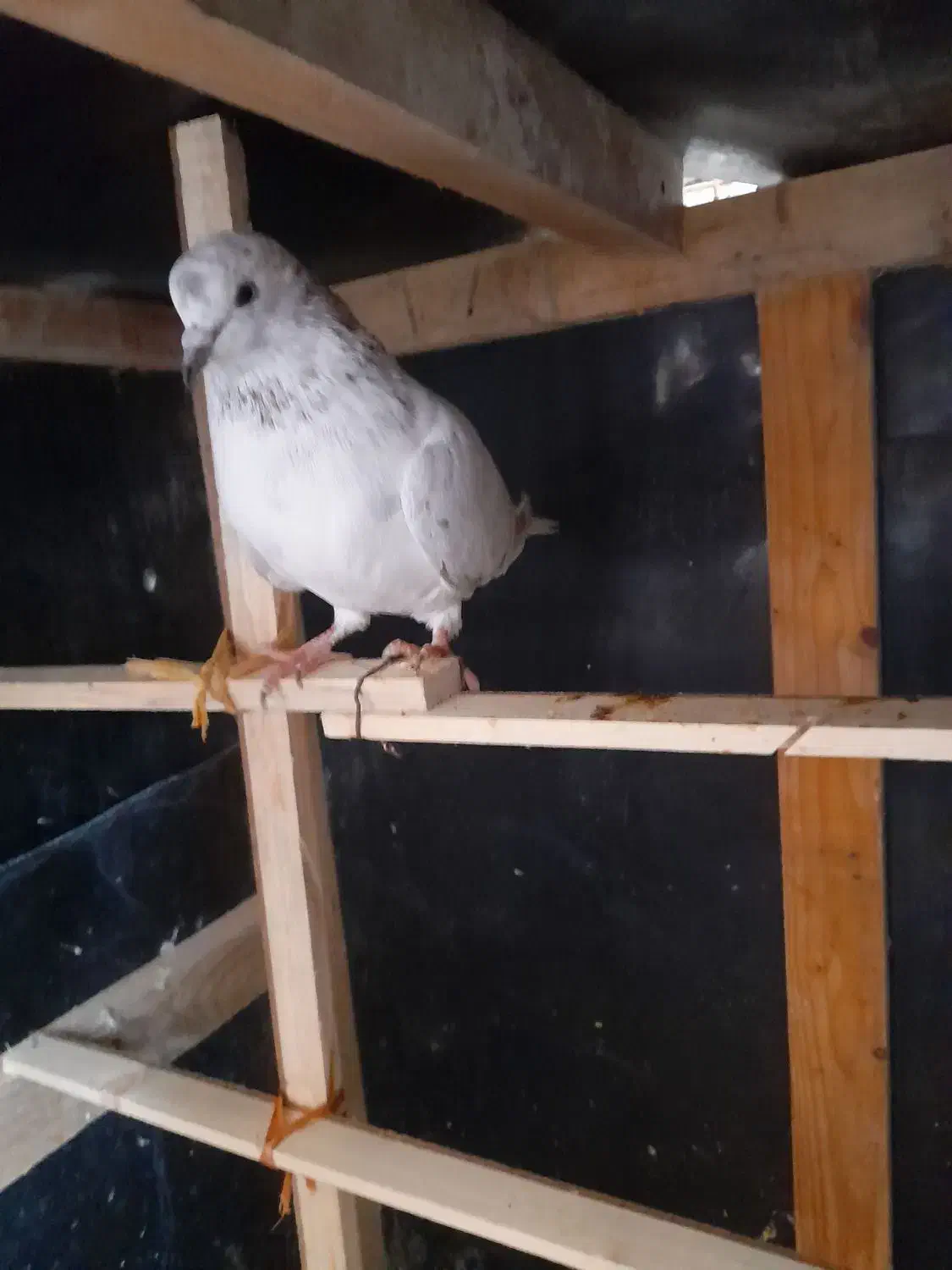 کبوتر پرشی ماده|پرنده|گمیشان, |دیوار