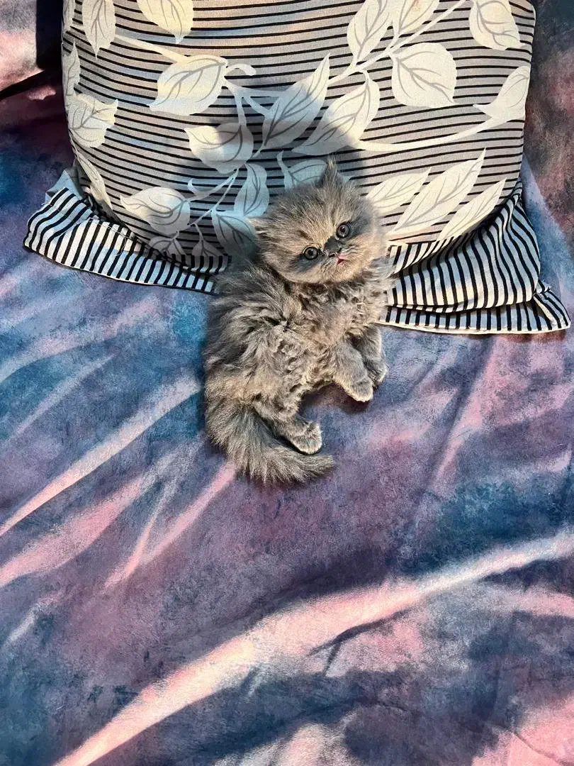 واگذاری گربه|گربه|اصفهان, باغ زرشک|دیوار