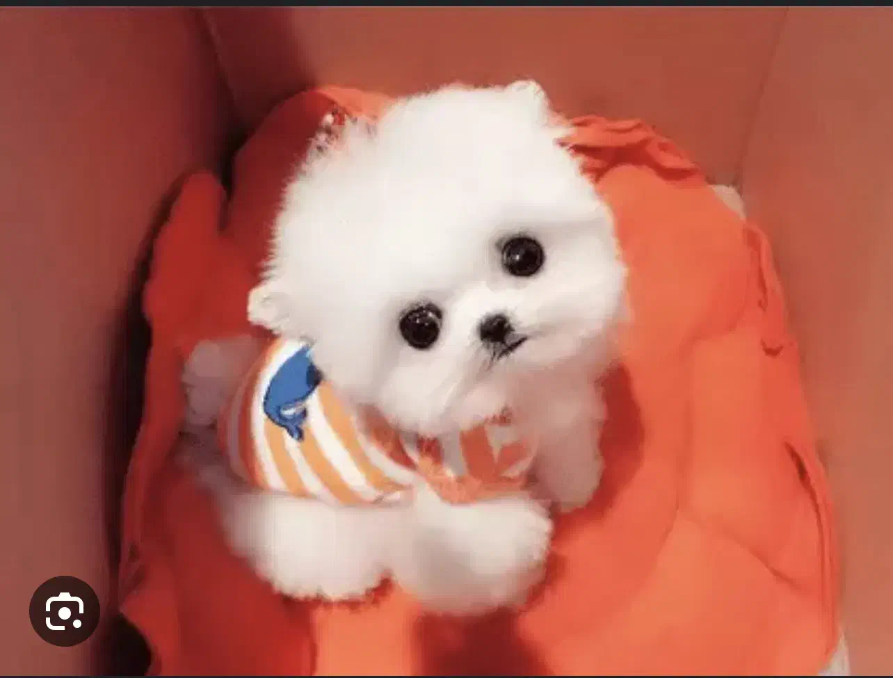 سگ بامزه خانگی|سگ|شیراز, تاچارا|دیوار