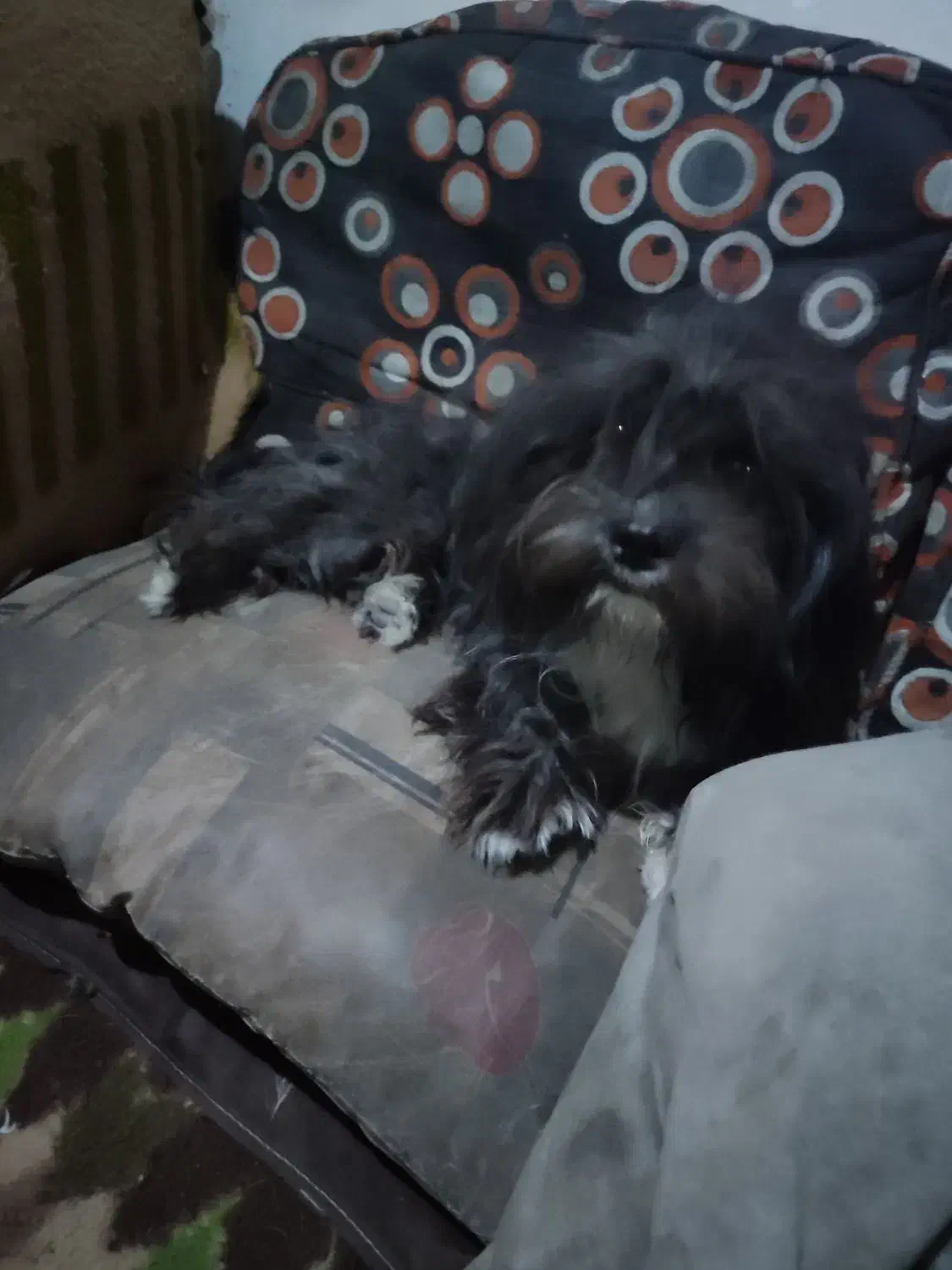 سگ پاکوتاه|سگ|زاهدان, |دیوار