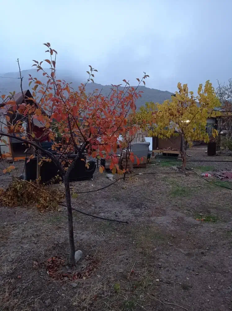 فروش باغچه|فروش زمین و ملک کلنگی|گلبهار, بیزکی|دیوار