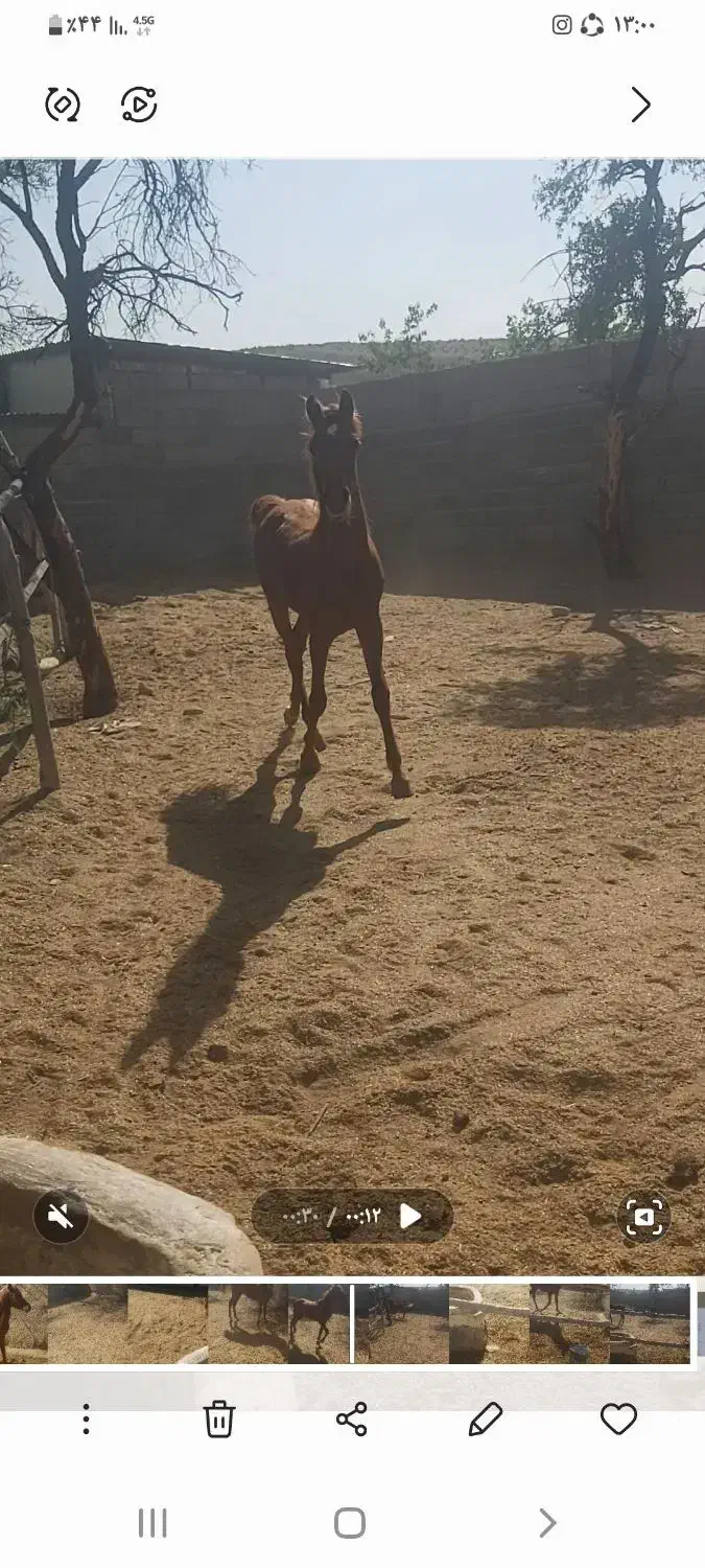 کره اسب کرد|اسب و تجهیزات اسبسواری|سیرجان, |دیوار