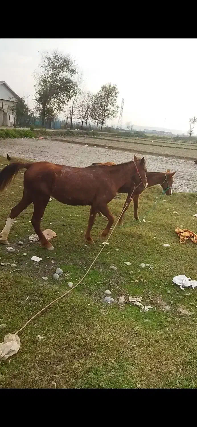 اسب مادیون|اسب و تجهیزات اسب‌سواری|سنگر, |دیوار