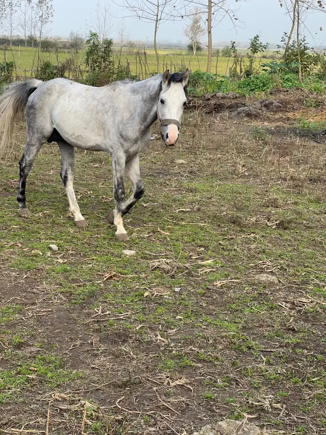 فروشنده اسب هر اسبی که بخاید موجود هست|اسب و تجهیزات اسب‌سواری|پیربازار, |دیوار