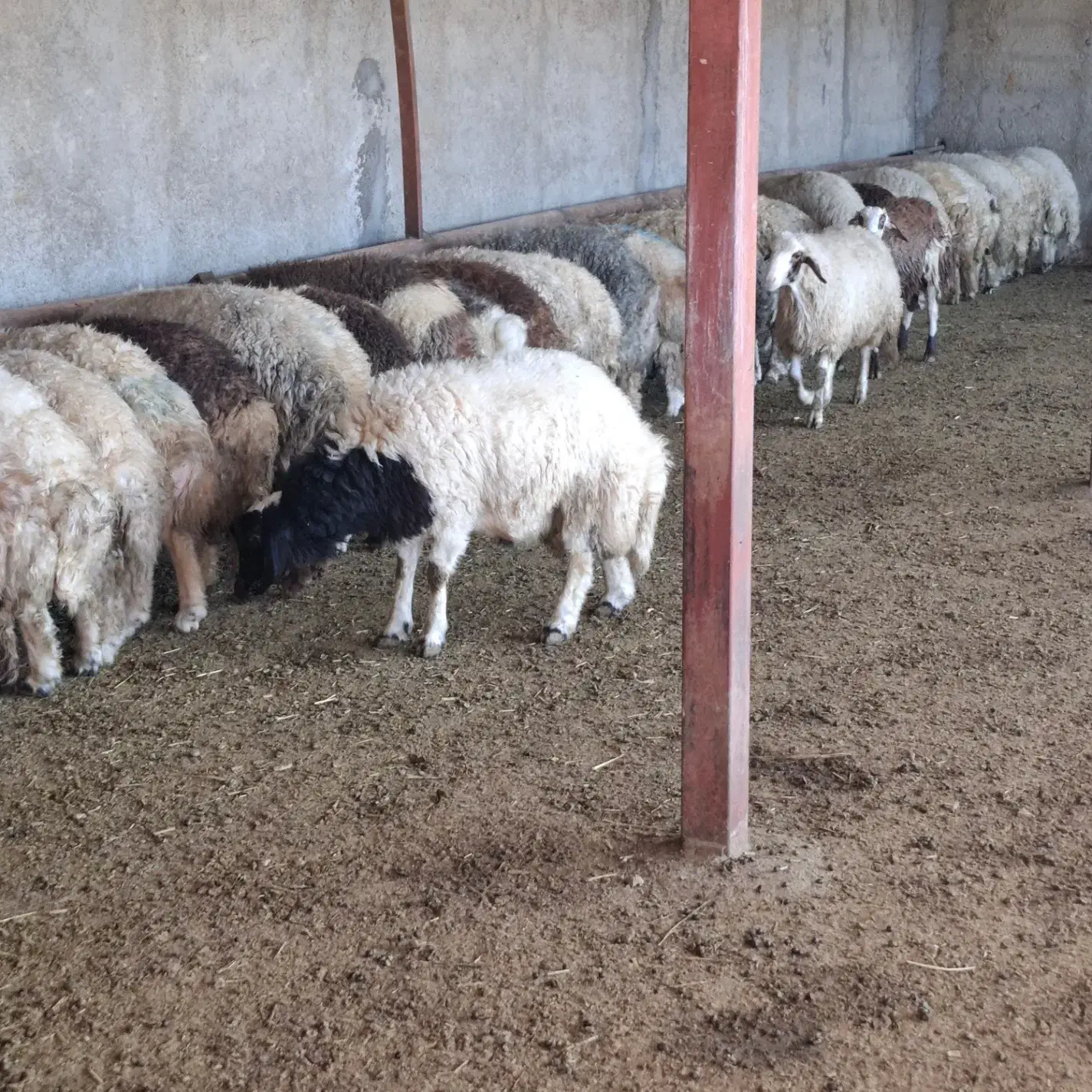 بره نر پرواری|حیوانات مزرعه|ثلاث باباجانی, |دیوار