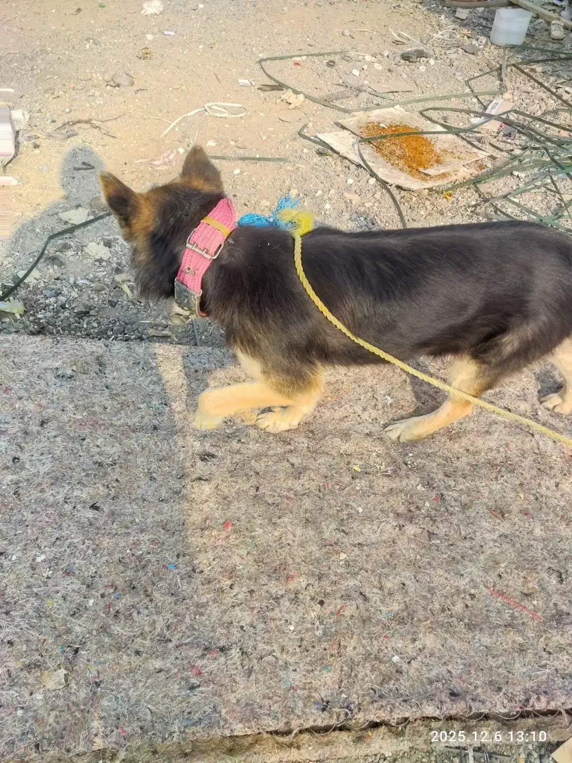 سگ نگهبان|سگ|قم, جمکران|دیوار