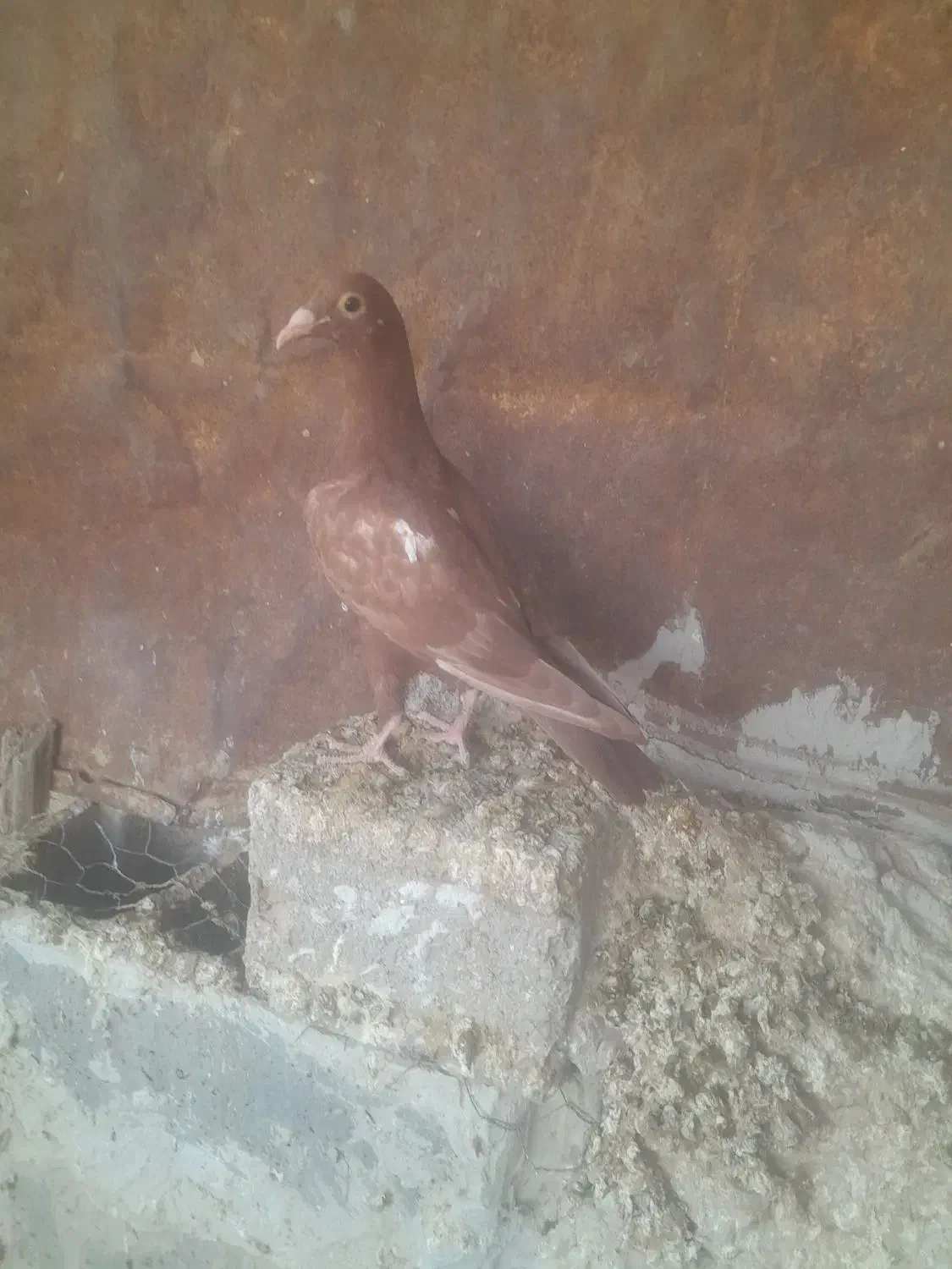 جوجه میولمنز|پرنده|وحدتیه, |دیوار