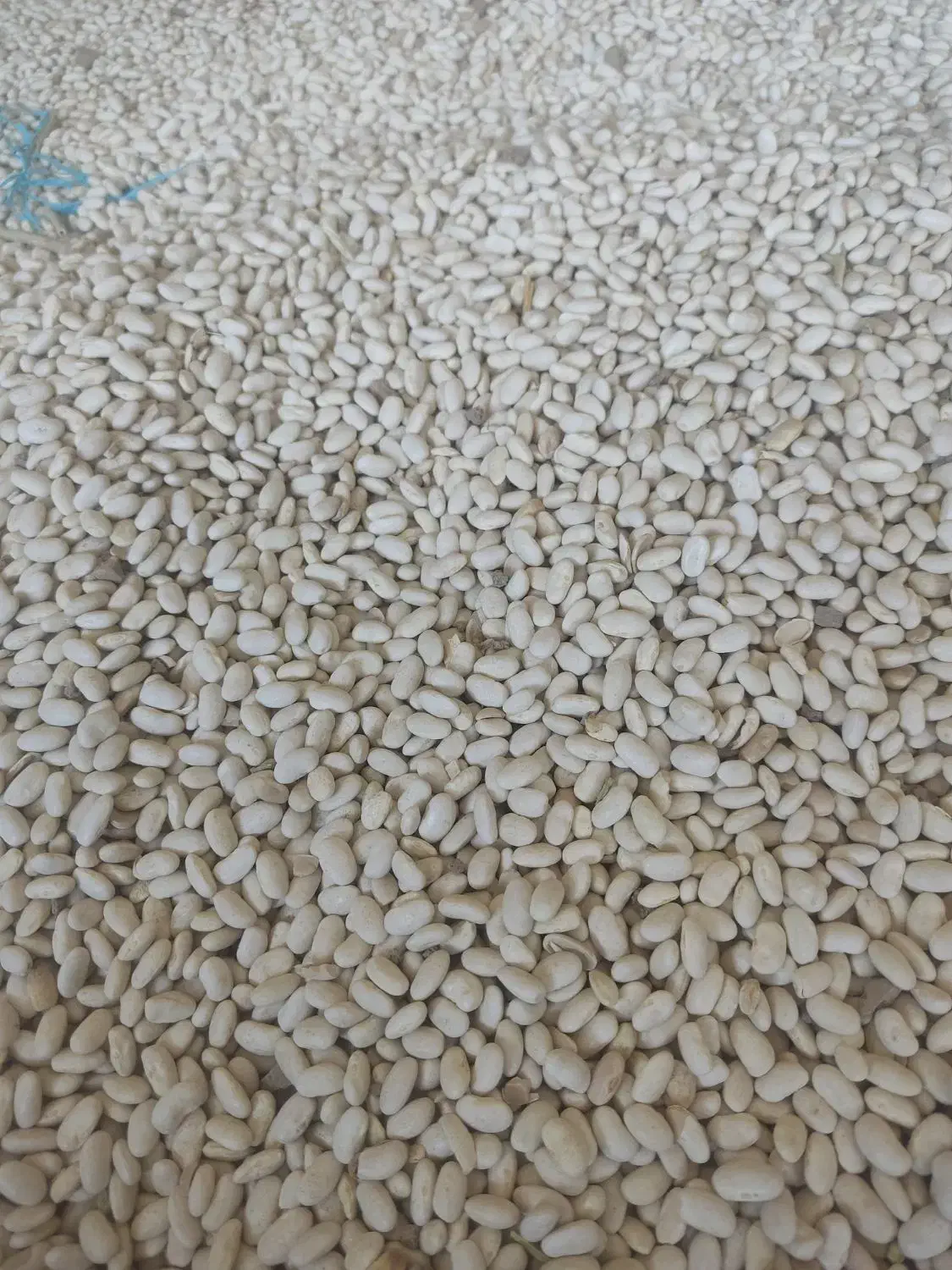 لوبیاسفید|خوردنی و آشامیدنی|ازنا, |دیوار