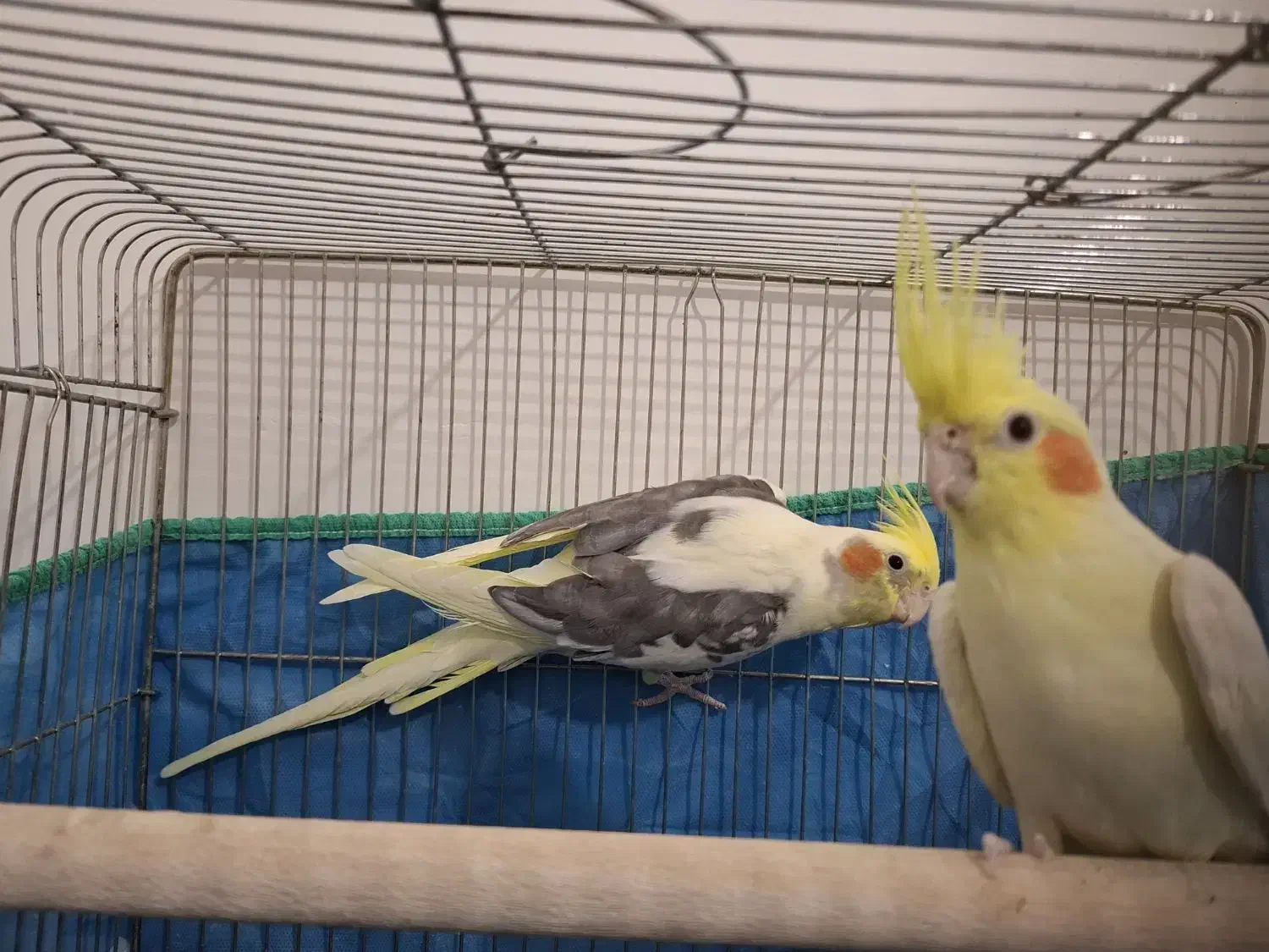 فروش جفت با جوجه هاشون|پرنده|گلپایگان, |دیوار