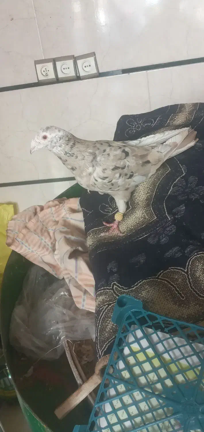 کفتر|پرنده|تاکستان, |دیوار