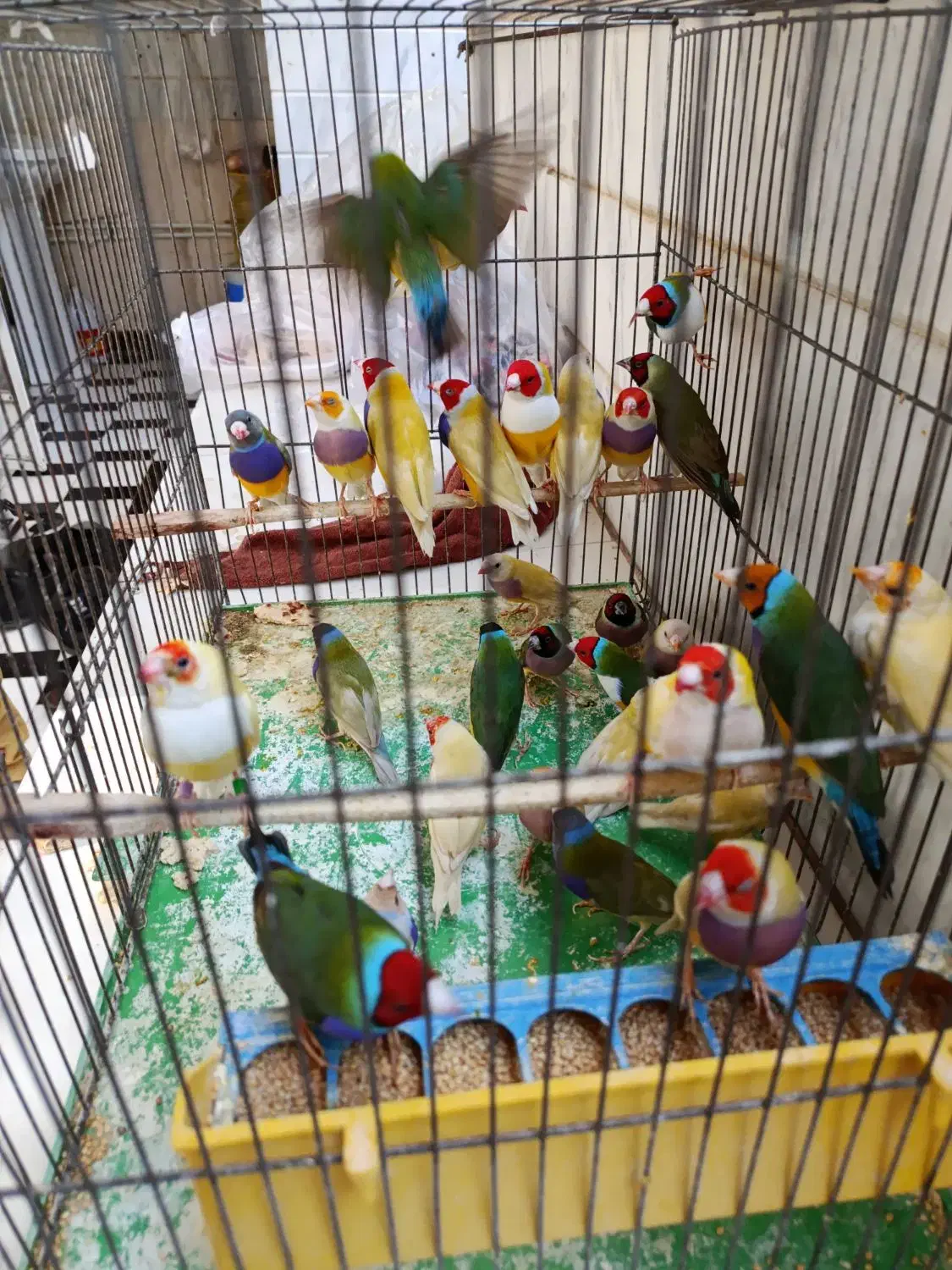 28عدد فنج گلدین زرد و سبز|پرنده|قم, حنیف نژاد|دیوار