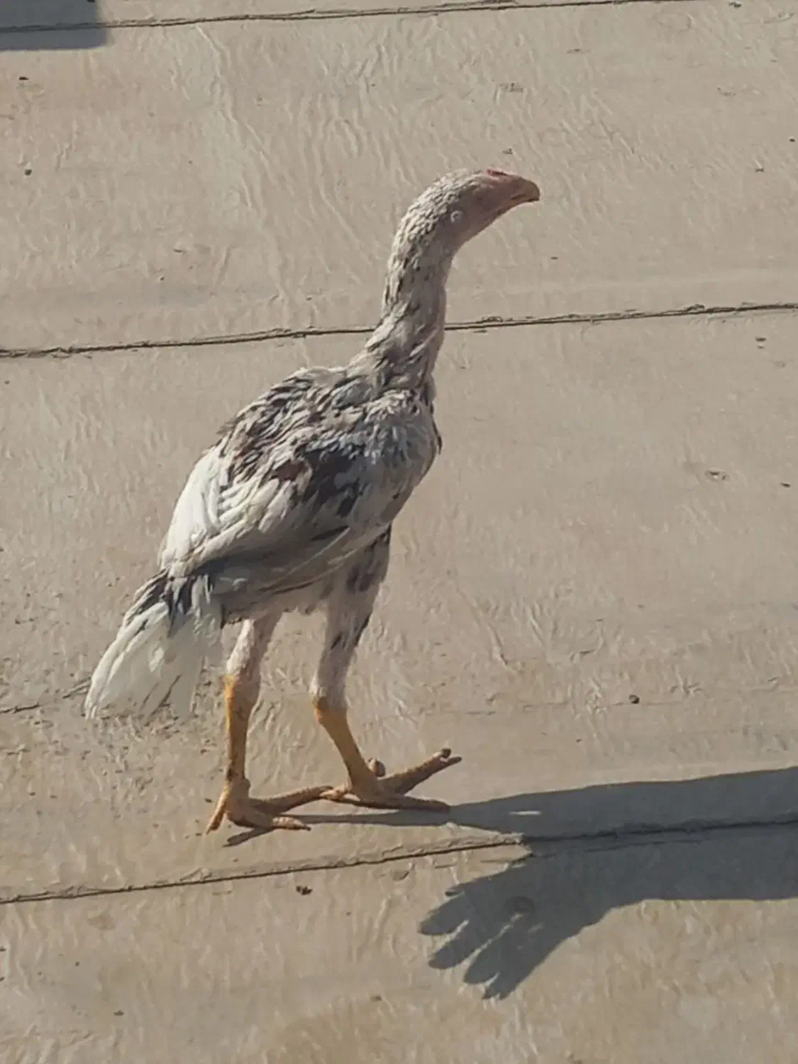 خروس لاری|حیوانات مزرعه|چهاردانگه (تهران), |دیوار