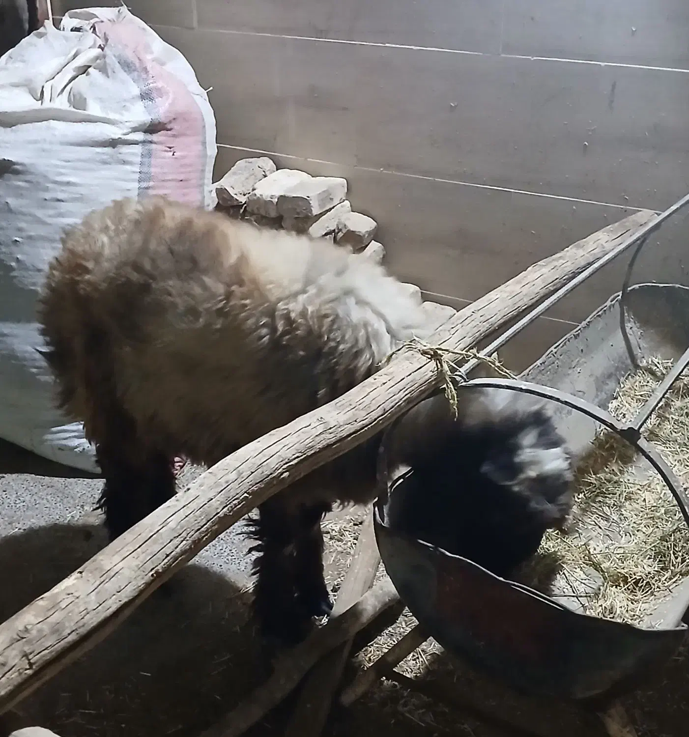 بره ترک فروشی|حیوانات مزرعه|یزد, |دیوار