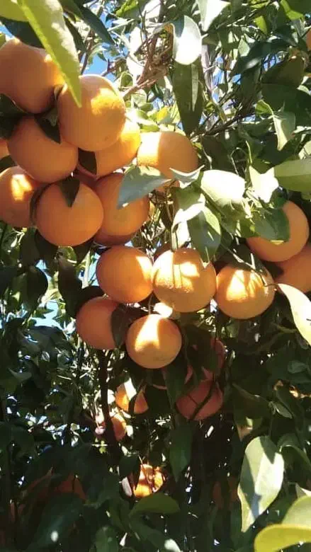 تغذیه اصولی کشت و کار و باغات|خدمات باغبانی و درختکاری|کاشان, لتحر|دیوار