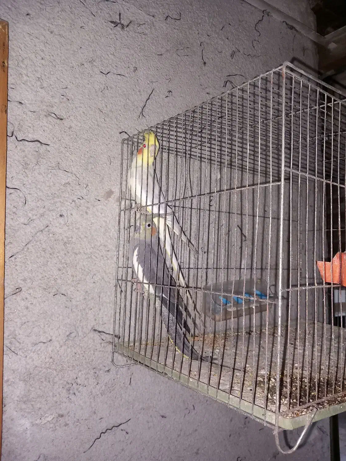 عروس هلندی نر ماده|پرنده|رشت, فرزانه|دیوار