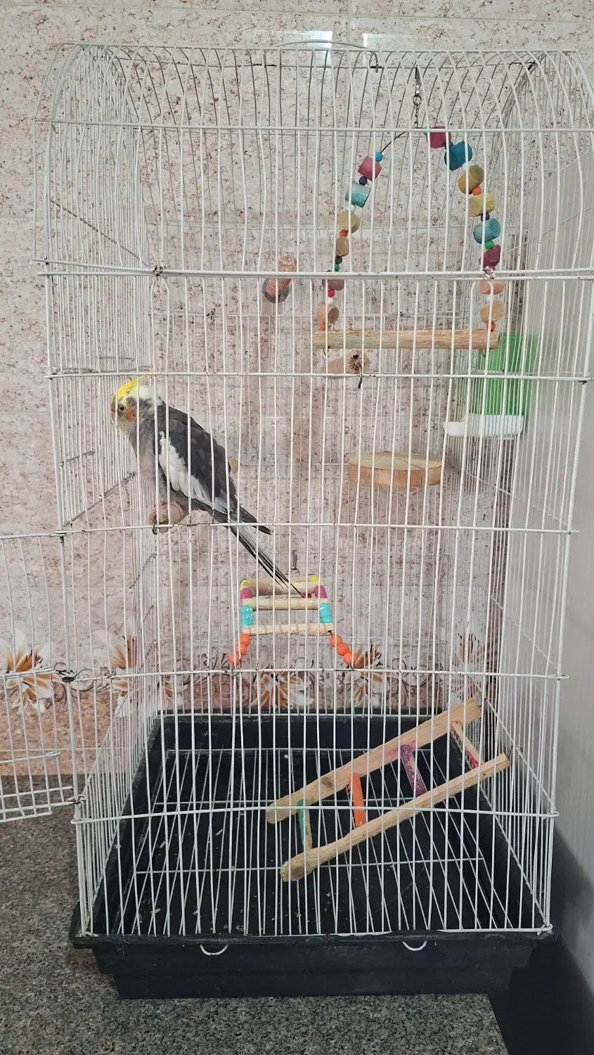 عروس هلندی|پرنده|پاوه, |دیوار