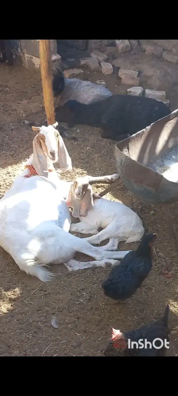 بز پاکستانی شکم دوم با بزغاله ماده گلابی|حیوانات مزرعه|کاشمر, |دیوار