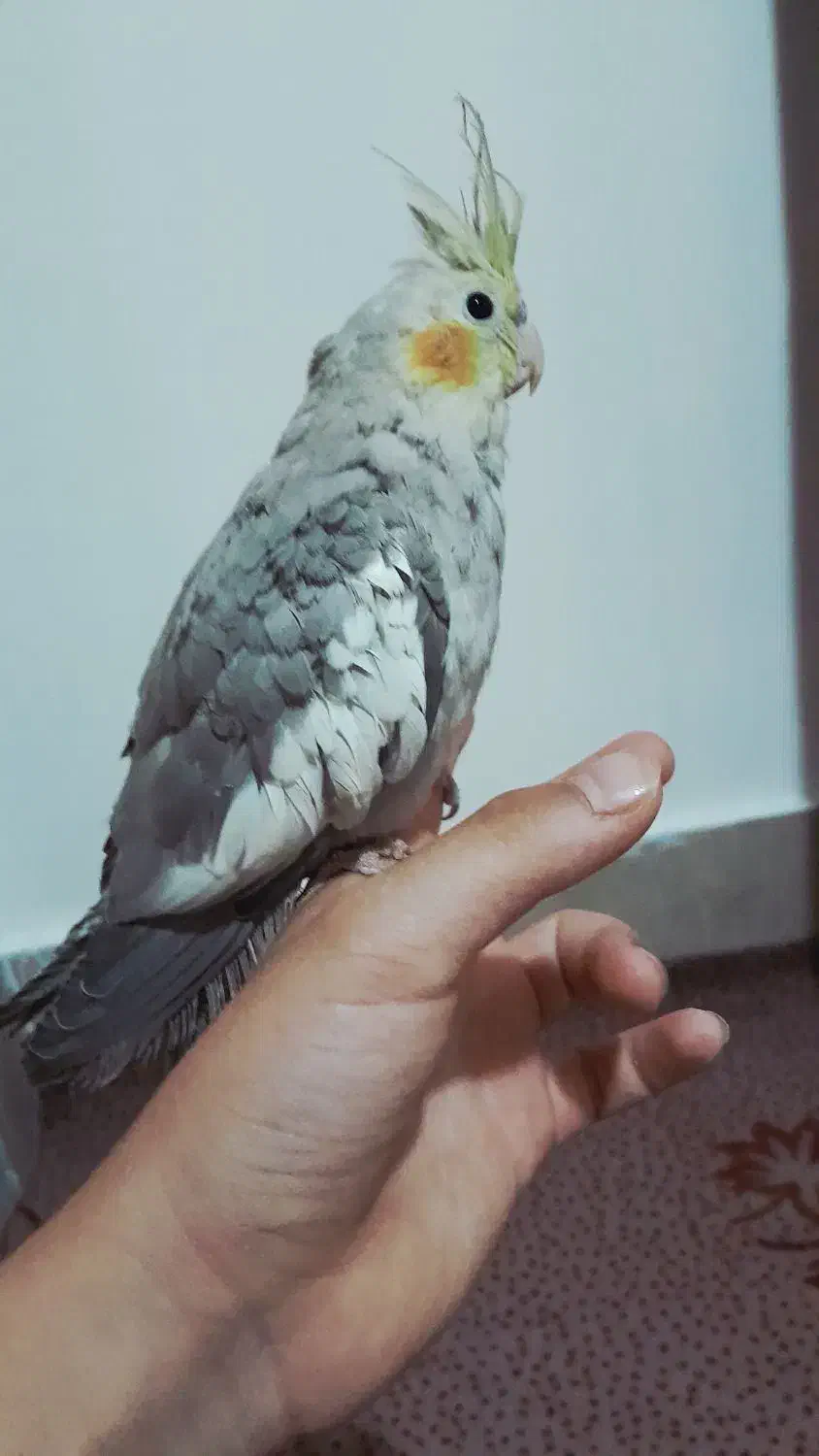 عروس هلندی جوجه|پرنده|باقرشهر, |دیوار