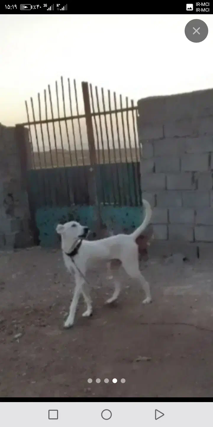 کوچوک 7ماه بسیارزیبا|سگ|تربتحیدریه, پائین ولایت|دیوار