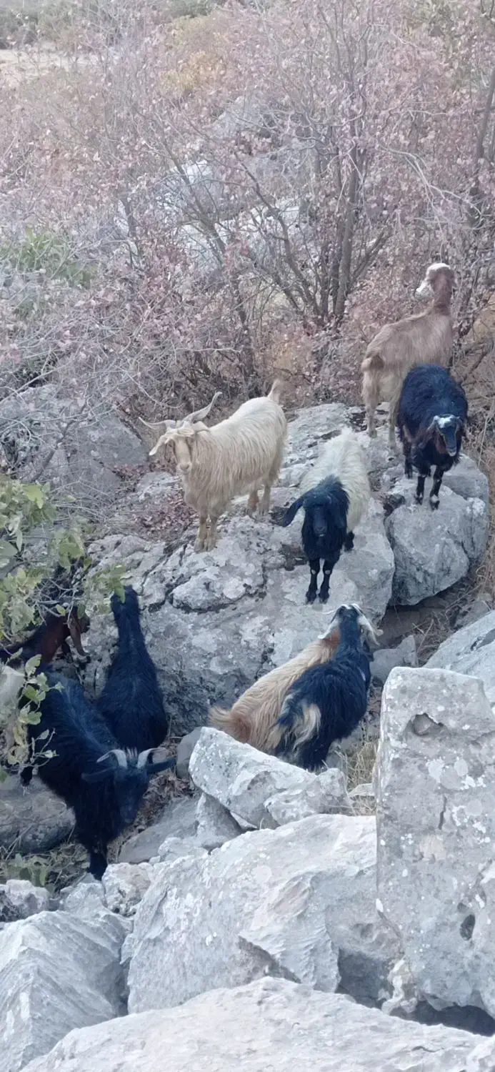 بزوبزغاله|حیوانات مزرعه|سروآباد, |دیوار