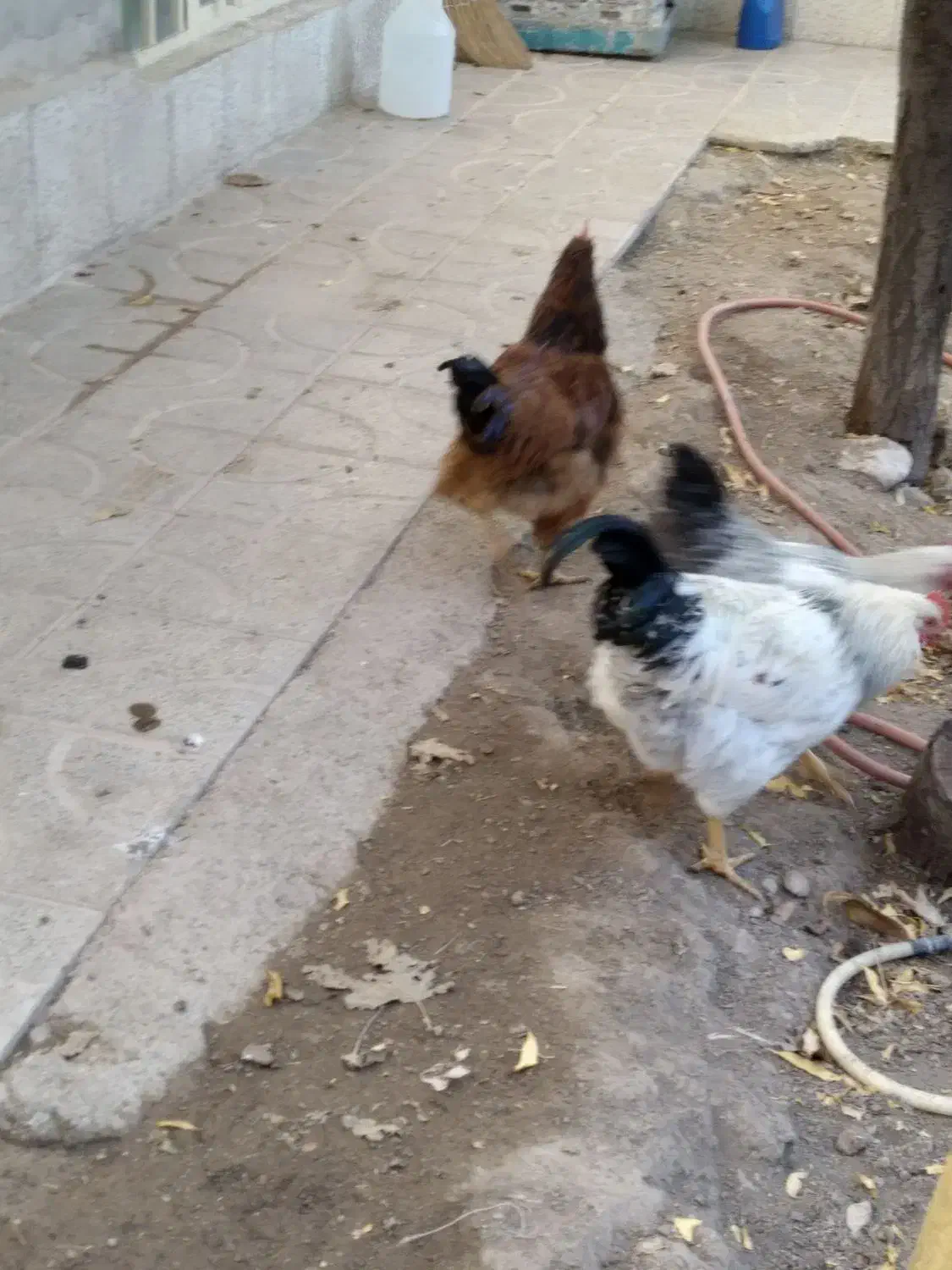 خروس محلی|حیوانات مزرعه|تربت‌حیدریه, شهرک ولیعصر|دیوار