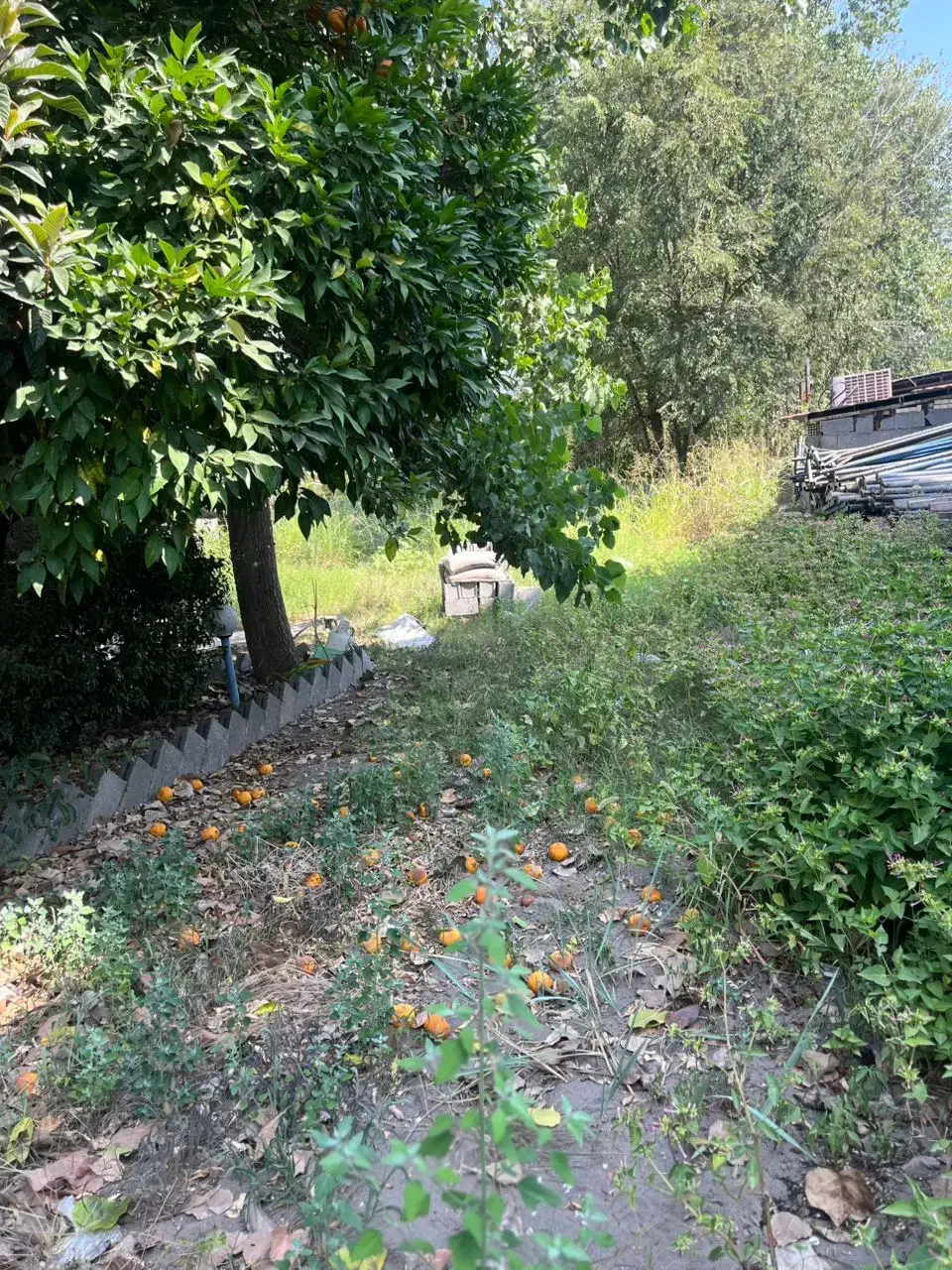 فروش زمین جهت ساخت آپارتمان خمام|فروش زمین و ملک کلنگی|رشت, فرزانه|دیوار