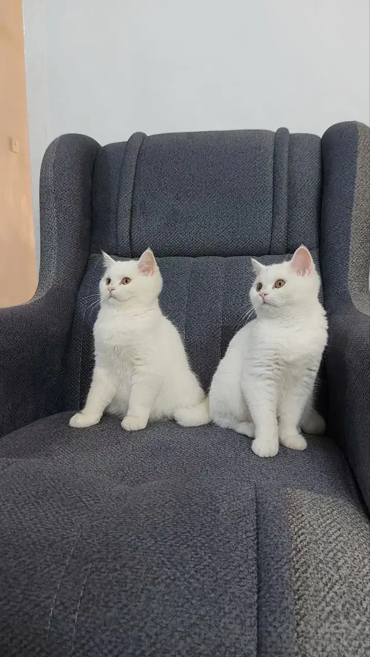 گربه|گربه|پرند, فاز ۰|دیوار