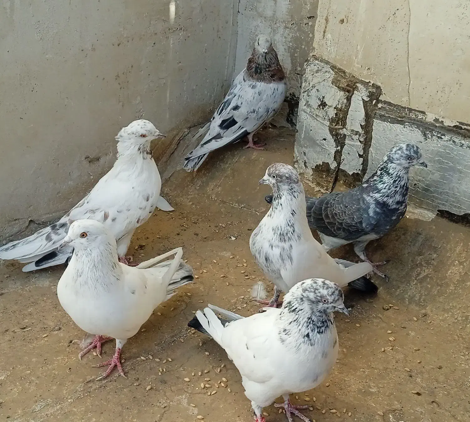 کبوترنر پرشی ،عروس هلندی،کوتوله|پرنده|کاشان, باغ ماجد|دیوار