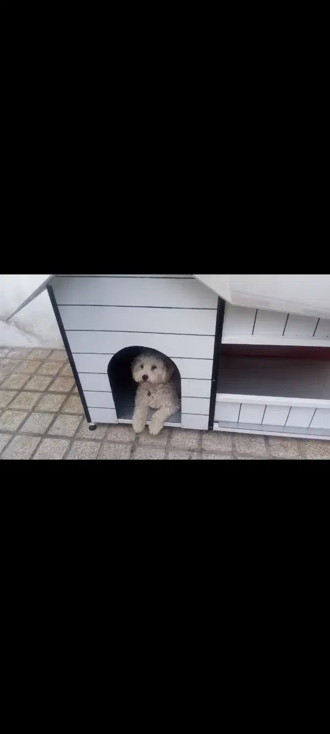 خانه سگ|لوازم جانبی حیوانات|ساری, |دیوار