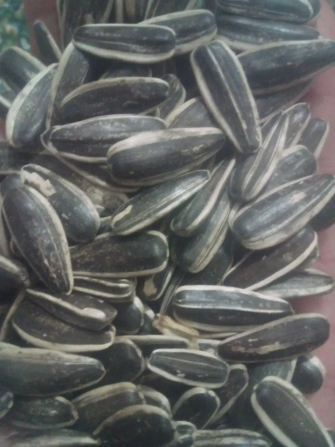 تخمه خوی و کردو کاغذی|خوردنی و آشامیدنی|دشتابی, |دیوار