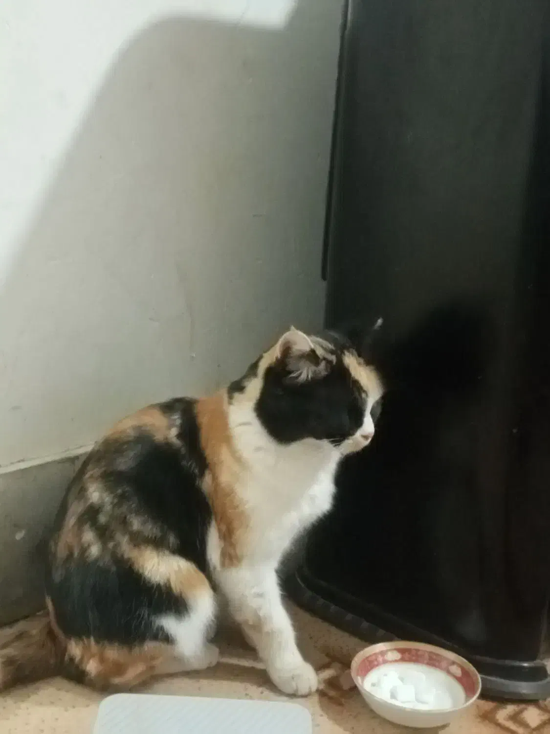 گربه خانگی|گربه|بیرجند, |دیوار