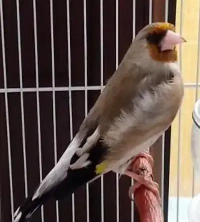 سهره نر|پرنده|فولادشهر, مسکن مهر فولادشهر|دیوار