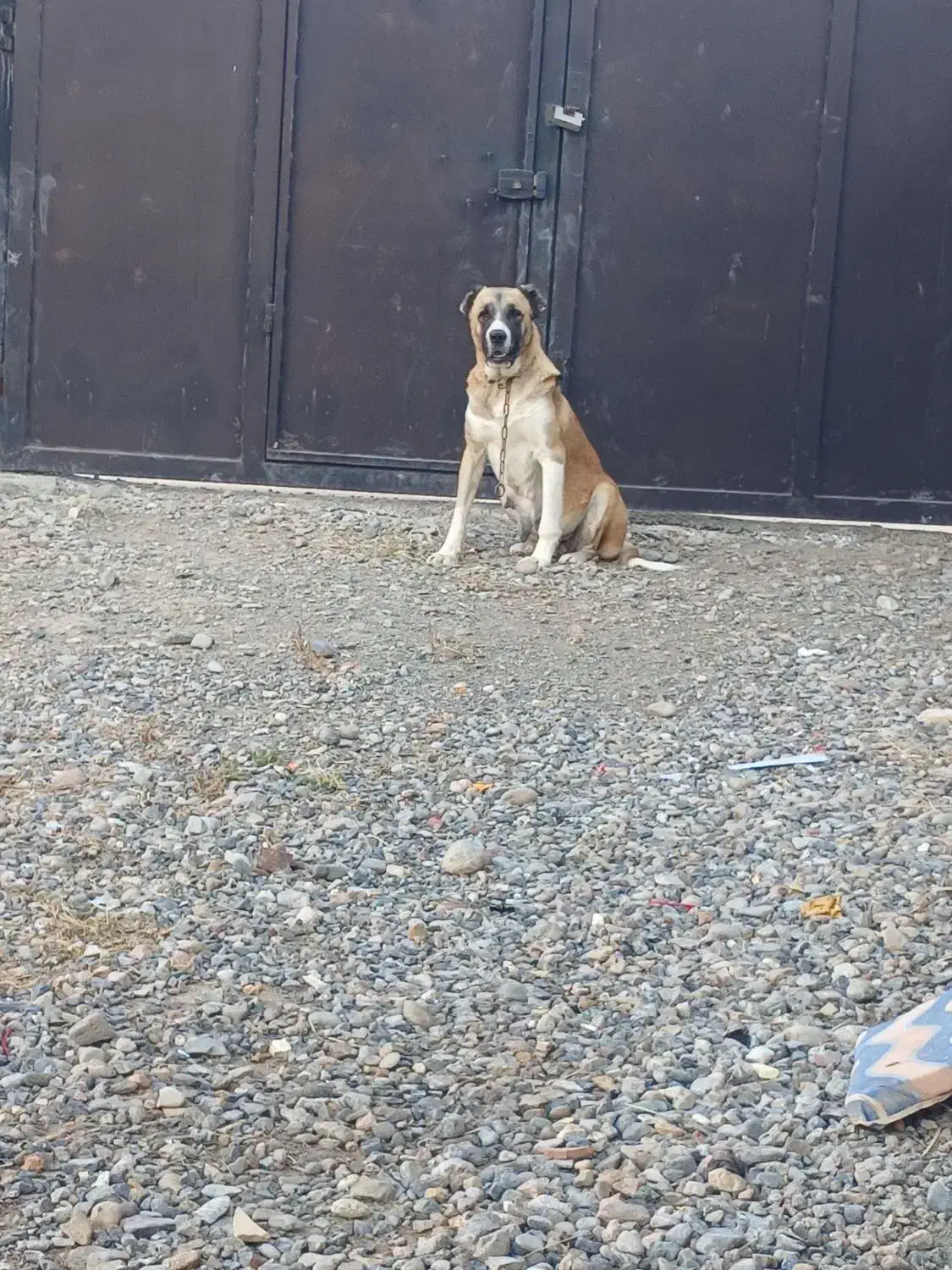 ماده سراب|سگ|صوفیان, |دیوار