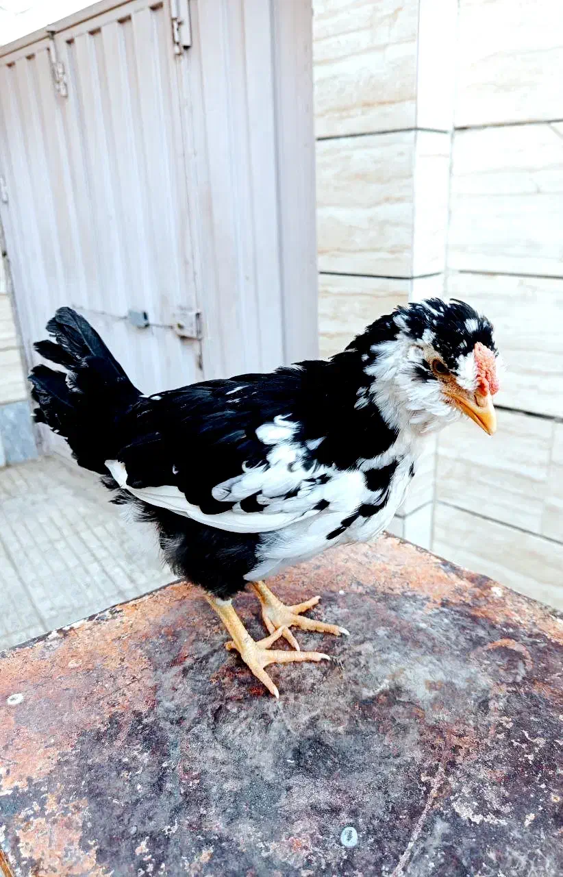 نیمچه گلین خروس آینده دار|حیوانات مزرعه|شهرکرد, |دیوار