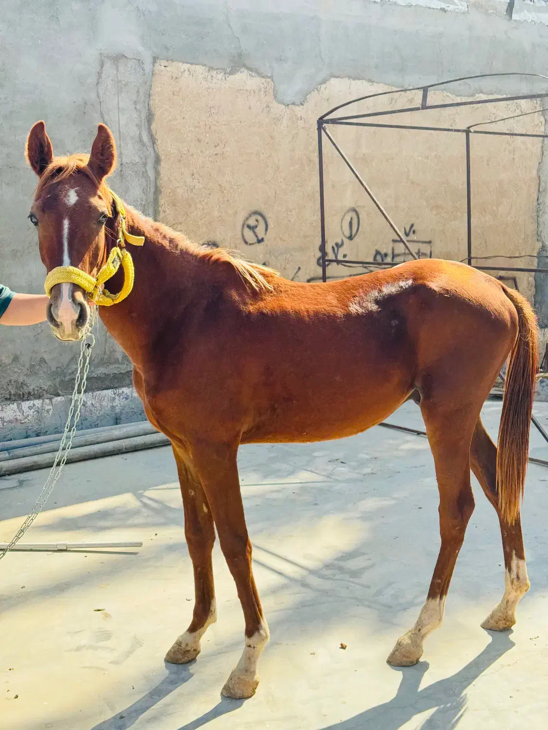 کره نریون عرب داغدار (میکروچیب شده)|اسب و تجهیزات اسبسواری|اهواز, کمپلو شمالی|دیوار