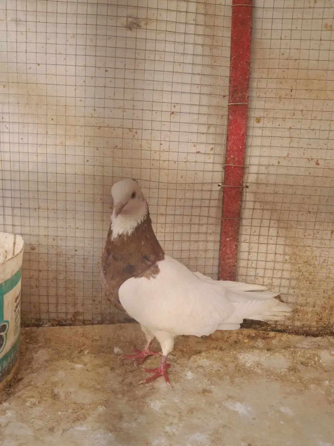 کبوترطوقی|پرنده|برخوار, |دیوار