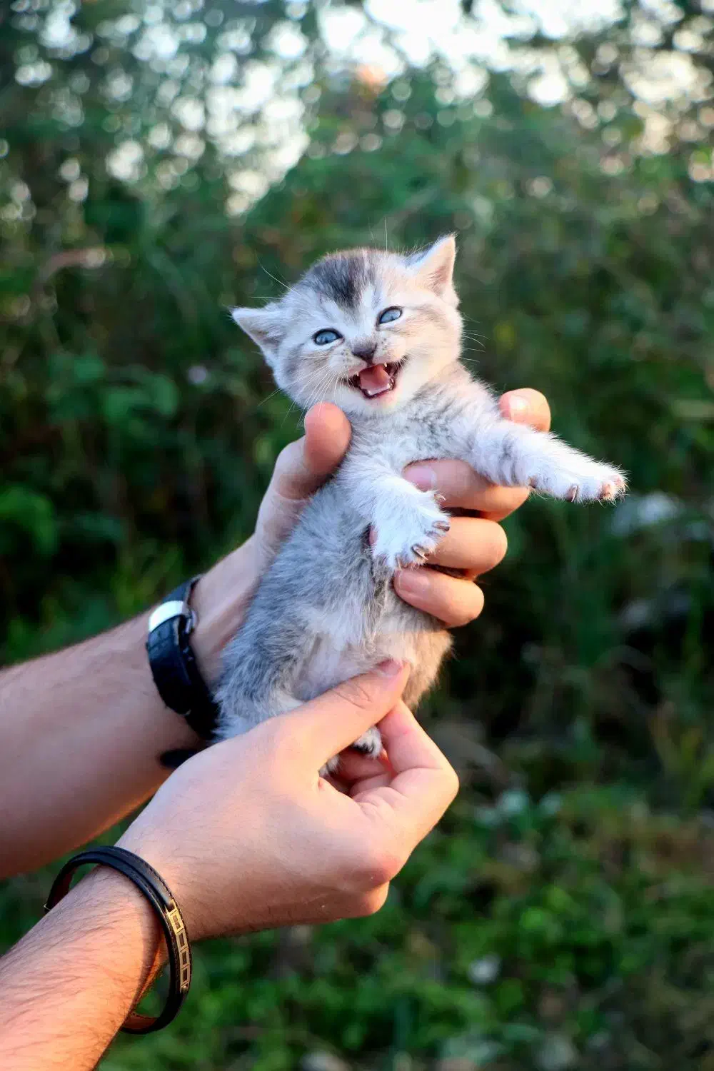 بچه گربه بریتیش ماده|گربه|رشت, منظریه|دیوار