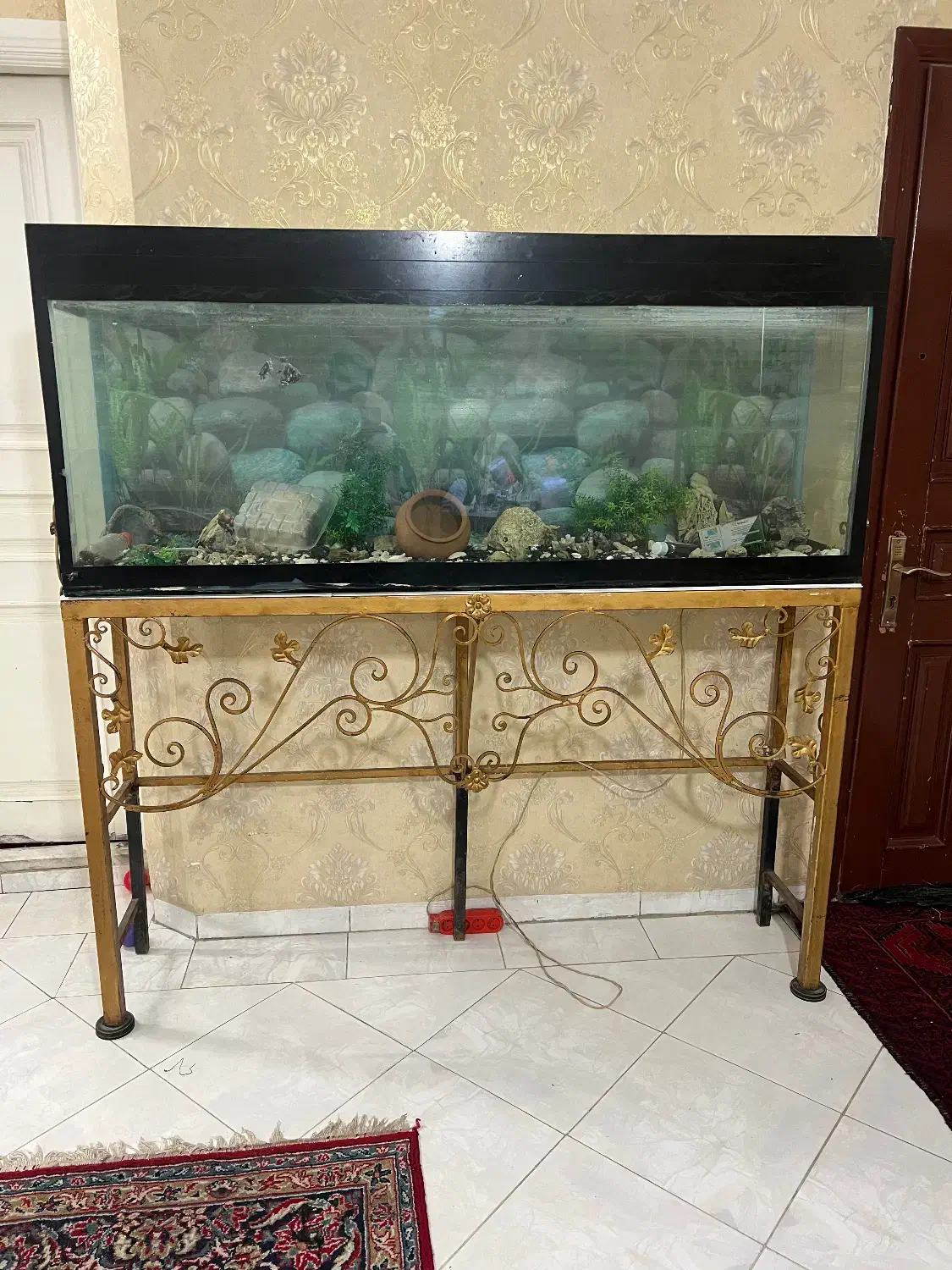 اکواریوم|ماهی|مشهد, فردوسی|دیوار