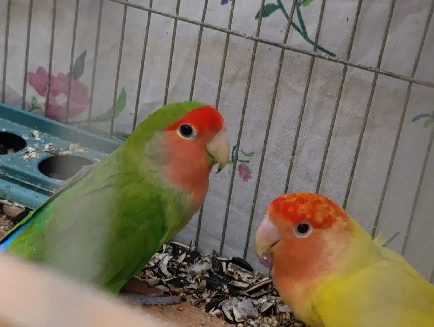 طوطی برزیلی|پرنده|ارومیه, |دیوار