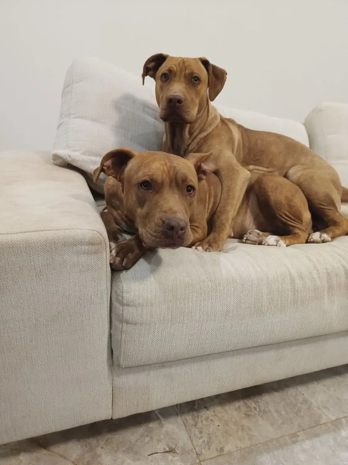 توله سگ پیت بول|سگ|پردیس, فاز ۱۱|دیوار