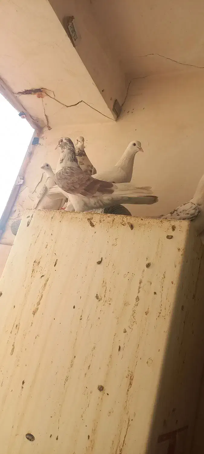 ۶ تا کفتر سالم و پرشی|پرنده|قم, شاه سید علی|دیوار