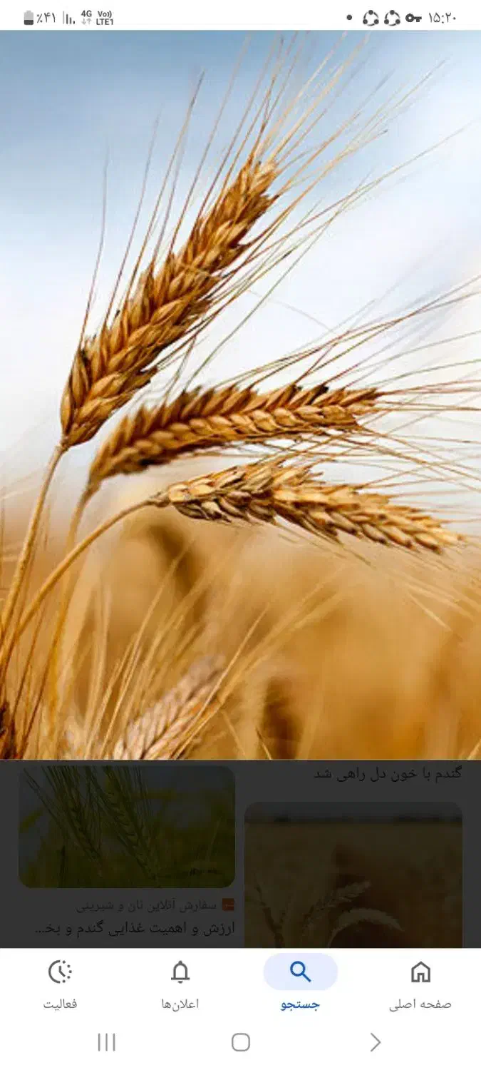 گندوم‌آبی‌میهن‌|خدمات باغبانی و درختکاری|شیروان (خراسان), |دیوار