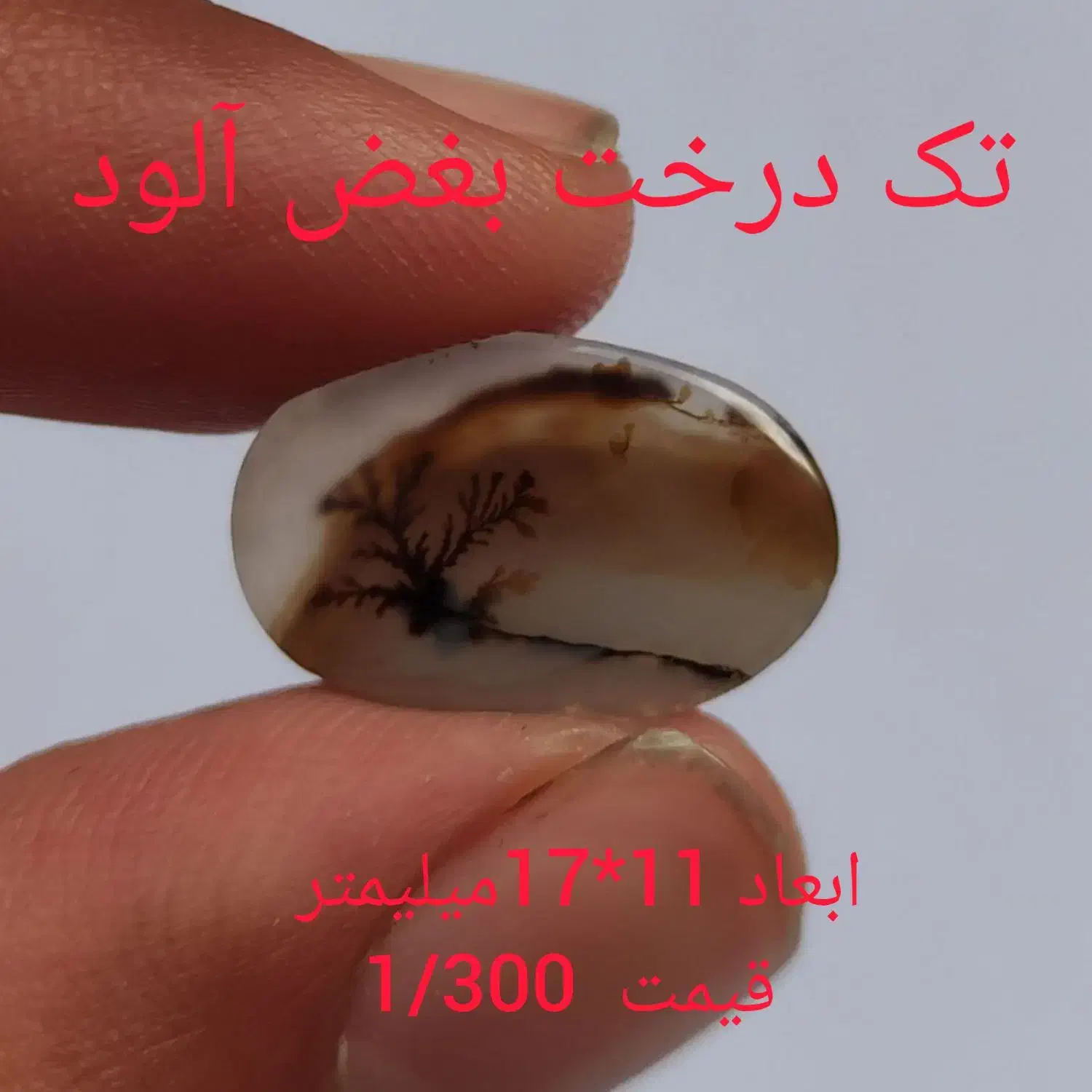 شجرستان حمید|جواهرات|زنجان, |دیوار