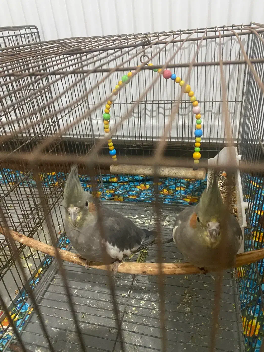 ۳عدد طوطی برزیلی و یک جفت عروس هلندی|پرنده|میاندوآب, |دیوار